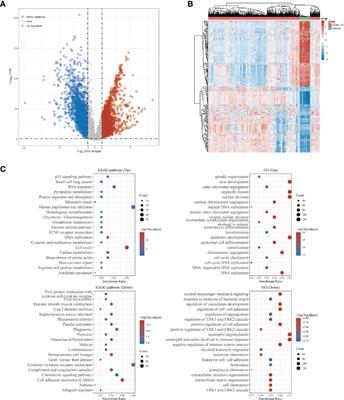 Hippo Pathway Core Genes Based Prognostic Signature and Immune Infiltration Patterns in Lung Squamous Cell Carcinoma